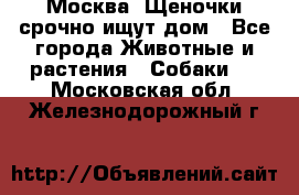 Москва! Щеночки срочно ищут дом - Все города Животные и растения » Собаки   . Московская обл.,Железнодорожный г.